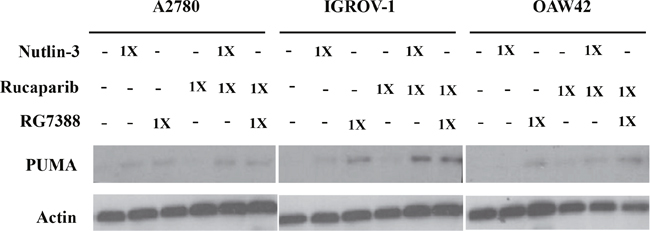 Combination of Nutlin-3/RG7388 with rucaparib increased upregulation of TP53 downstream target, PUMA compared to rucaparib on its own but not compared to Nutlin-3/RG7388.