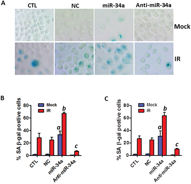 Ectopic overexpression of miR-34a enhances IR-induced premature senescence in NSCLC cells.