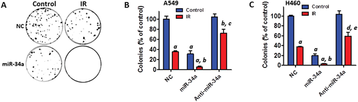 Transfection with miR-34a mimics augments IR-induced cell killing in NSCLC cells.