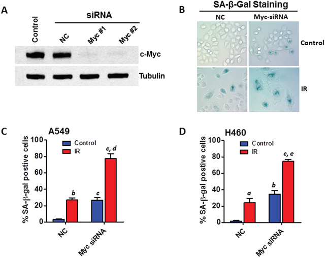 Knockdown of Myc expression recapitulates the senescence-promoting effect of miR-34a in NSCLC cells.