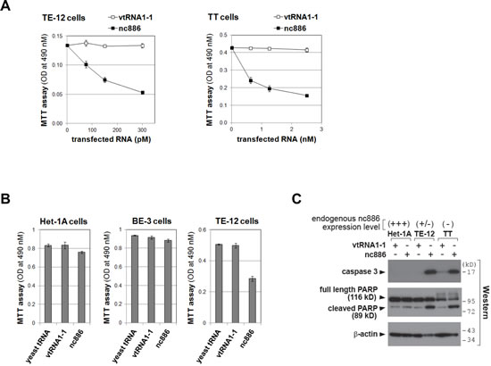 Impaired cell proliferation of ESCC cells upon ectopic expression of nc886.