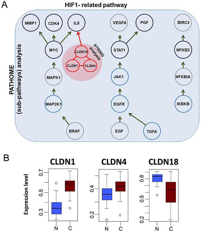 The figure here depicts HIF-1 pathway and gene expression levels of CLDN1, CLDN4, and CLDN18 in gastric cancer.