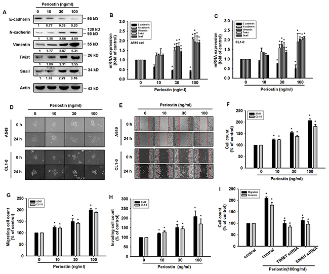 Periostin induces EMT in lung cancer cells.