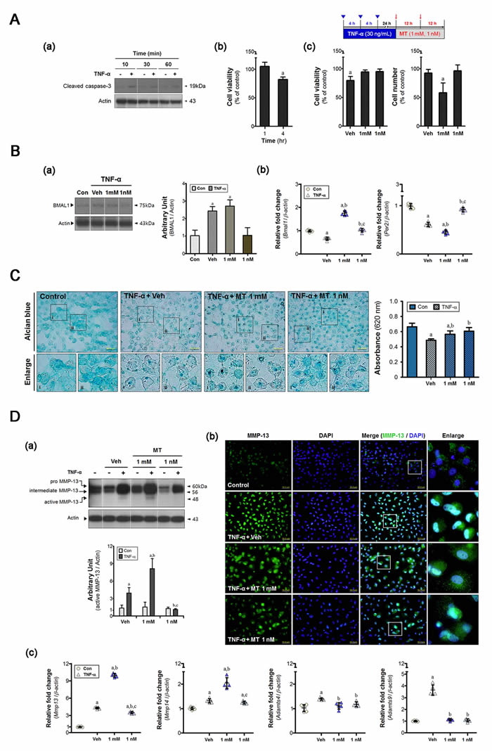 Melatonin determines the cellular phenotype during the period of chondrocyte damage.