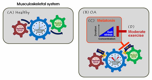 Melatonin combined with exercise rescues the articulomuscular axis injured in knee OA.