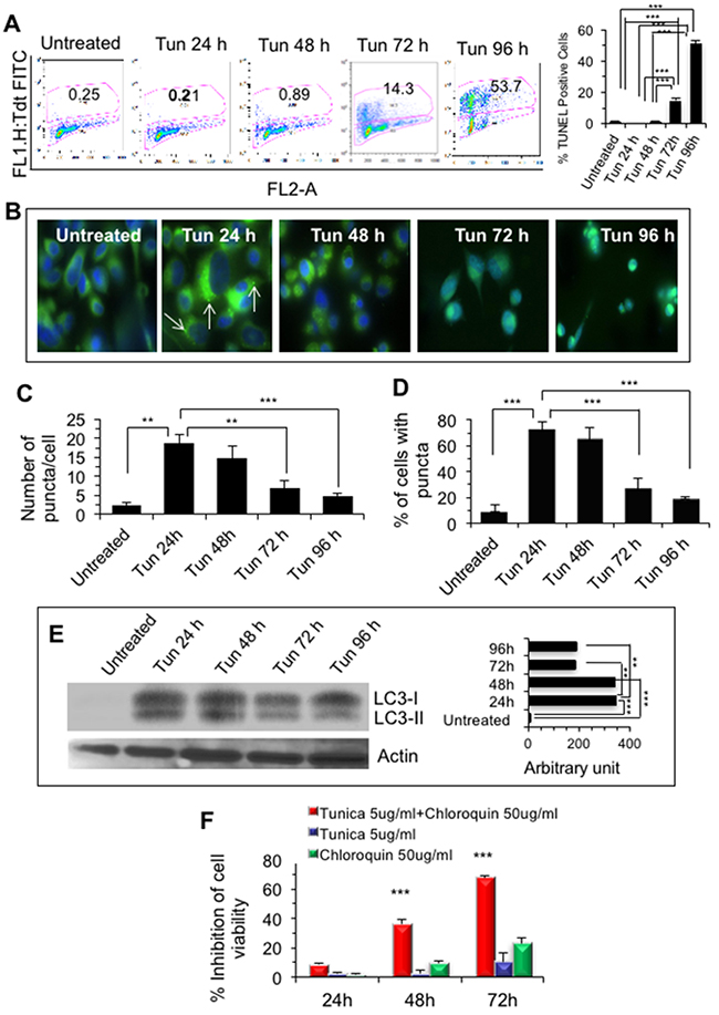 Sustained ER stress induced cell death in PC-3 cells.
