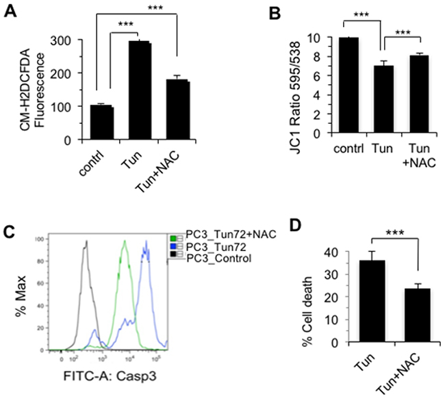 Tunicamycin-induced cell death of PC-3 cells was ROS-dependent.