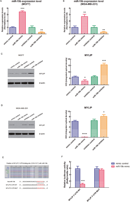 miR-19b directly targets MYLIP gene and down-regulates its expression in breast cancer cells.