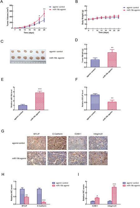 miR-19b promotes breast tumor growth and affects the expressions of cell adhesion molecules in vivo.