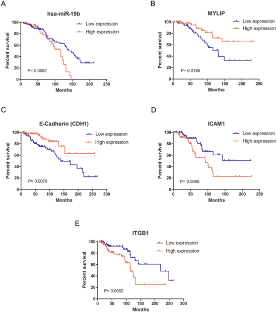 The survival curves for miR-19b, MYLIP and cell adhesion molecules in breast cancer patients.