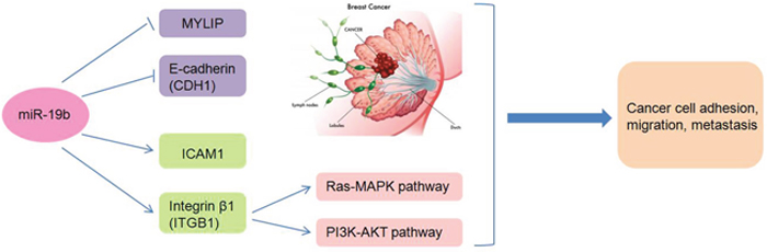 The schematic model of the regulatory mechanisms of miR-19b in breast cancer metastasis.