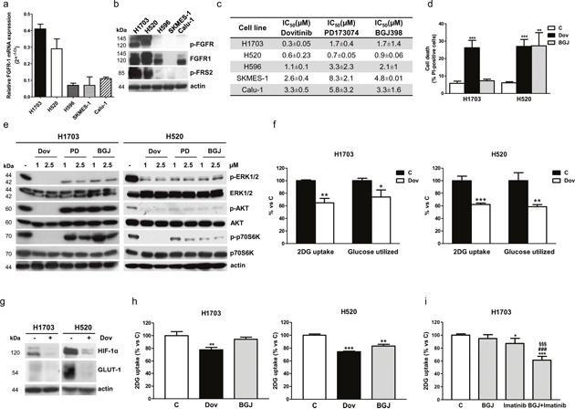 Effects of FGFR1 inhibition in FGFR1-amplified H1703 and H520 cells in normal growth conditions.