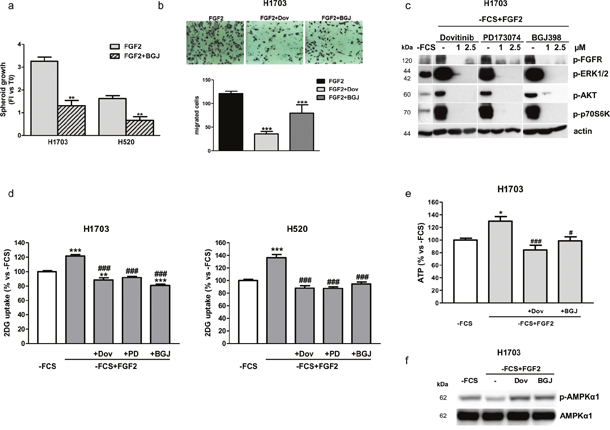 Effects of FGFR1 inhibition under FGF2 stimulation in serum-deprived H1703 and H520 cells.