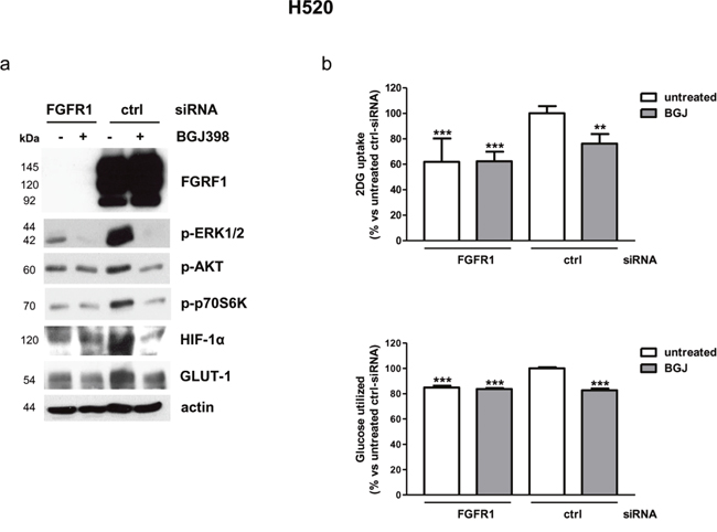 Effects of FGFR1 silencing on intracellular pathways and glucose utilization in H520 cells.
