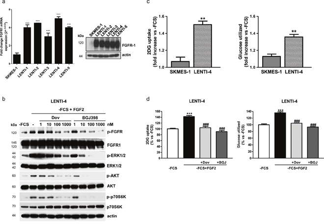 Effects of FGFR1 inhibition in FGFR1 over-expressing SKMES-1-derived cells.