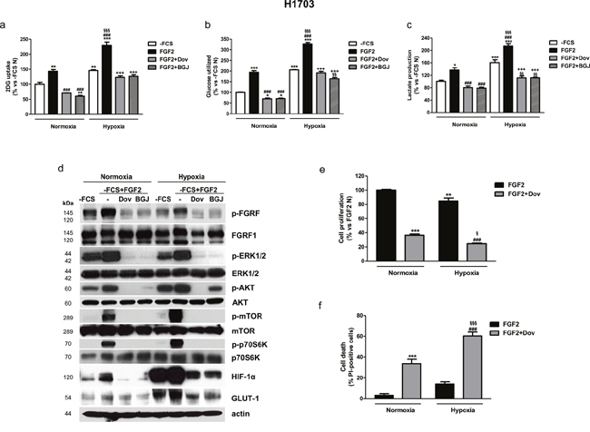 Effects of FGFR1 inhibition under FGF2 stimulation in serum-deprived H1703 cells in normoxic and hypoxic conditions.