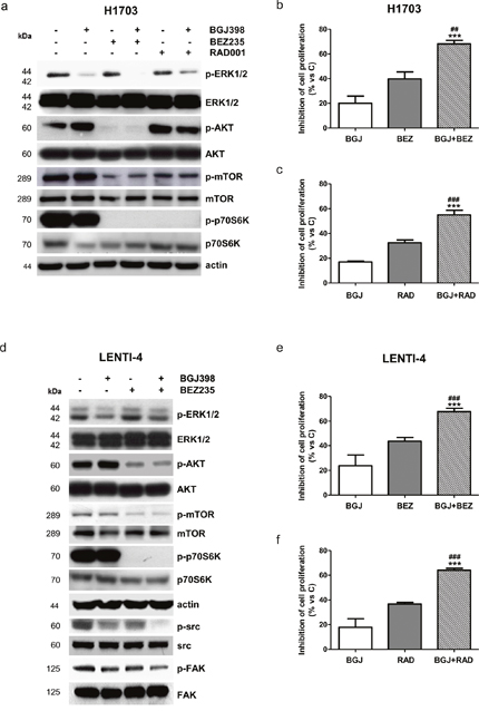 Effects of the combination of NVP-BGJ398 with AKT/mTOR inhibitors on H1703 and LENTI-4 cells.