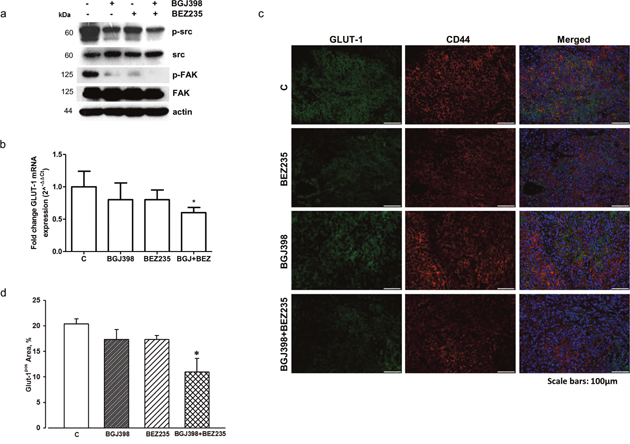 Effects of NVP-BGJ398 and NVP-BEZ235 on src/FAK signaling and GLUT-1 expression in LENTI-4 tumor xenografts.