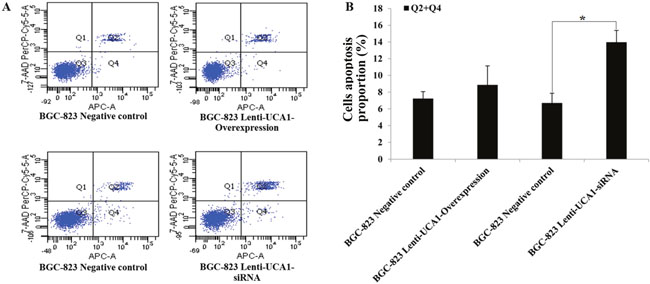 The effects of UCA1 on apoptosis in the lentivirus UCA1 overexpression and siRNA stable transfected BGC-823 cell via flow cytometry assay.