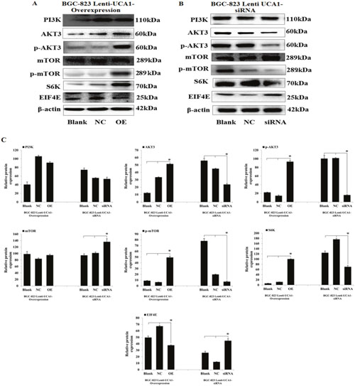 UCA1 effects gastric cancer malignant progression through PI3K-Akt-mTOR signaling pathway.