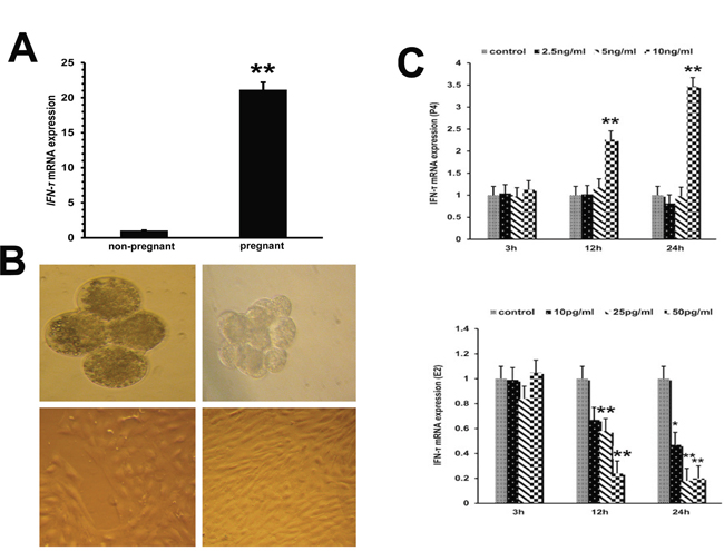 IFN-&#x03C4; gene expression in embryo trophoblastic cells.