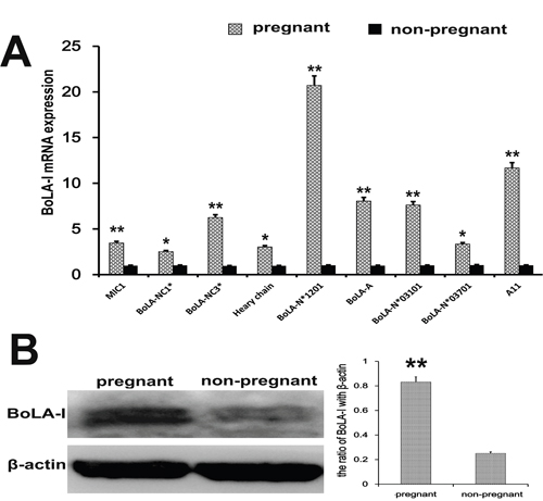 BoLA-I expression in endometrial tissues.