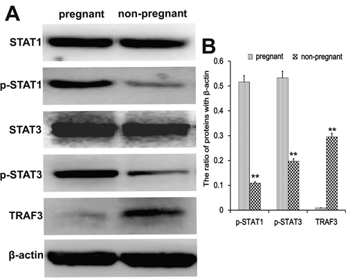 Transcription factor analysis in endometrial tissues.