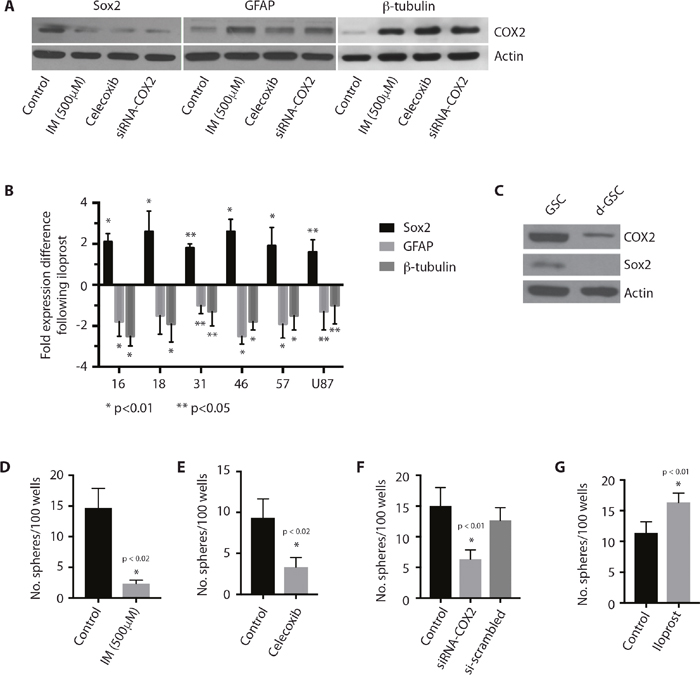 Cox-2 regulates stem-ness in GSCs.