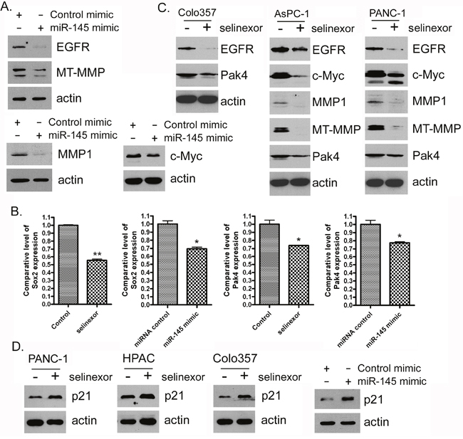 Selinexor treatment or miR-145 mimic transfection inhibited the expression of miR-145 target or downstream genes at protein or RNA level.