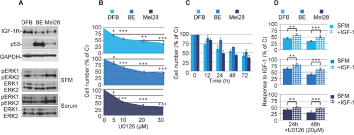 Effects of MEK1/2 inhibition on RAS/BRAF mutant melanoma cells.