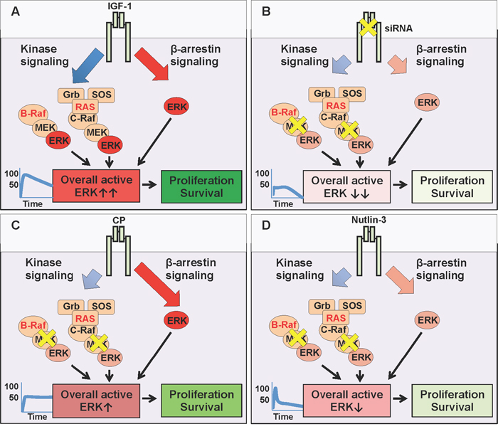 MEK and IGF-1R co-targeting.