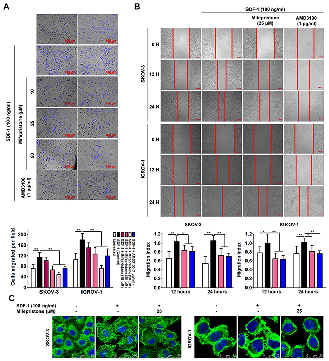Mifepristone attenuates SDF-1-facilitated cell migration and actin polymerization in SKOV-3 and IGROV-1 cells.