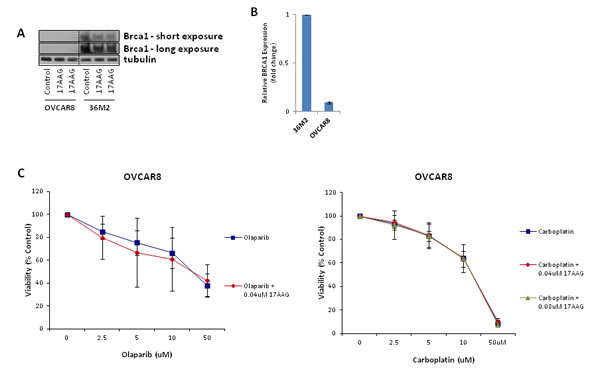 FIGURE 5: 17-AAG does not sensitize HR-deficient cells to olaparib or carboplatin.