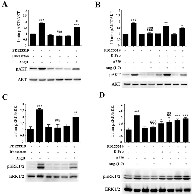AngII induces ERK1/2 and AKT activation through AT1 receptor while Ang-(1-7) acts through the Mas receptor.