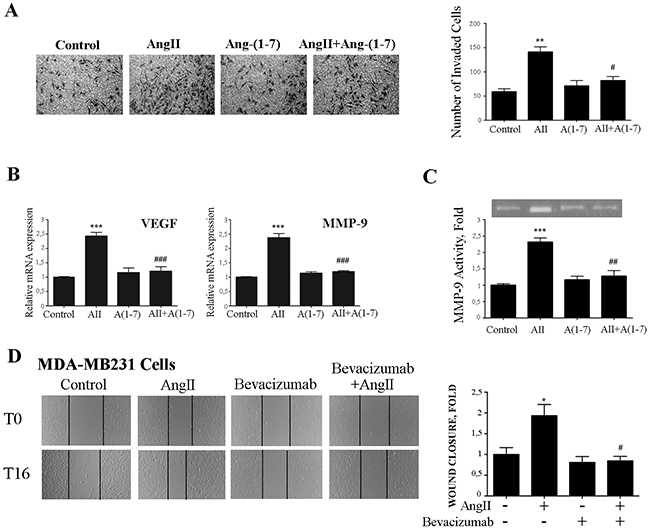 Ang-(1-7) abolishes AngII-induced breast cancer cell invasion, MMP-9 activity and VEGF and MMP-9 expression.