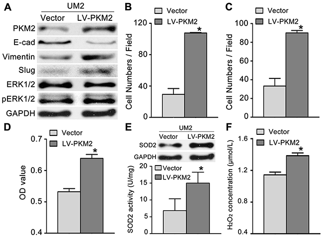 PKM2 overexpression promotes TSCC cell migration and invasion.
