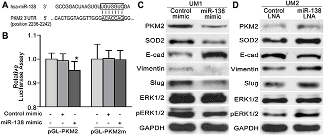 The miR-138-PKM2pathwayregulates TSCC cell migration/invasion.