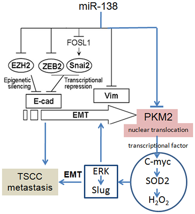 PKM2 regulates TSCC cell migration/invasion through miR-138 and the SOD2-H2O2 pathway.