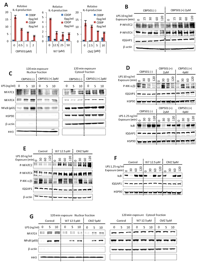 CBP501 suppresses nuclear translocation of NFATs and NF&#x03BA;B through CaM inhibition.