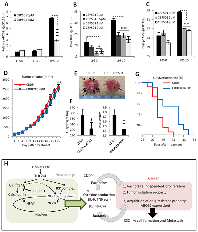 CBP501 suppresses metastasis in lung metastasis model by grafting 4T1 breast cancer cell line.