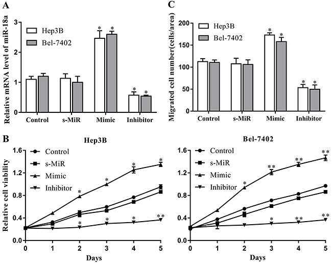 miR-18a promotes the proliferation and migration of human HCC cells.