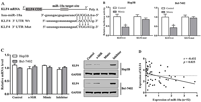 KLF4 is the target of miR-18a in HCC cells.