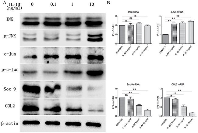 The expression of JNK, p-JNK, c-Jun, p-c-Jun, Sox-9 and COL2 in chondrocytes treated with different concentration of IL-1&#x03B2;.