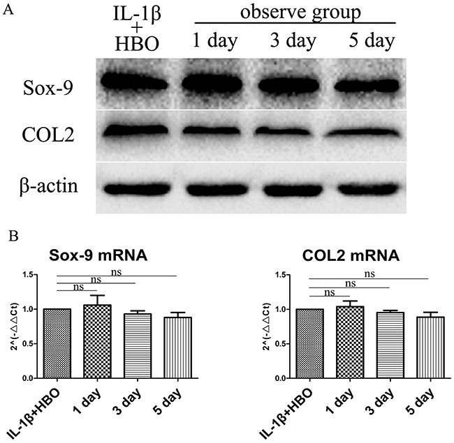 Western blot and RT-qRCR showed the change in expression of Sox-9 and COL2 with HBO treatment.