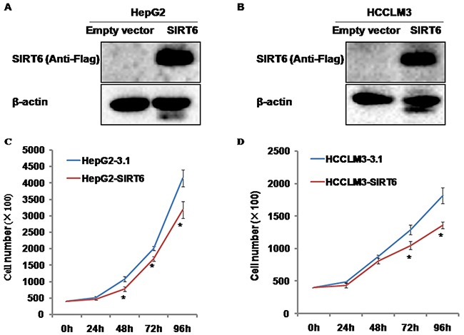 The identification of SIRT6-overexpressed HCC cells and the effects of SIRT6 overexpression on HCC cell proliferation.