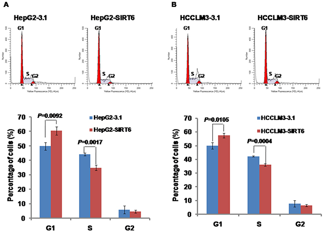 Effects of SIRT6 overexpression on cell cycle distribution.