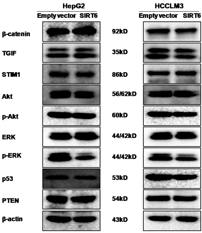 Effects of SIRT6 overexpression on the expression of several proteins.