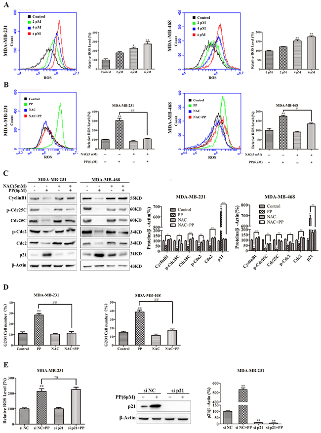 ROS mediated PP-induced G2/M arrest in triple-negative breast cancer cells.