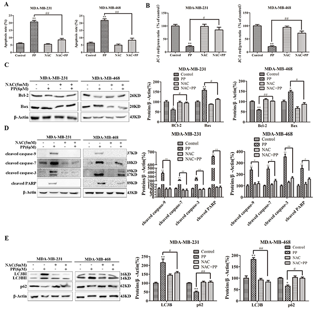 ROS mediated PP-induced autophagy and apoptosis in triple-negative breast cancer cells.
