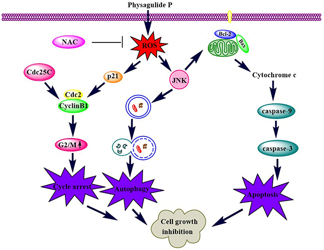 A schematic diagram of the pathways by which PP inhibits cell growth in triple-negative breast cancer.